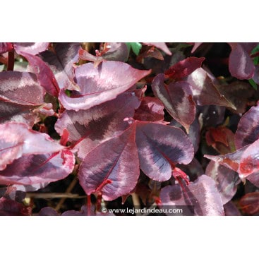 PERSICARIA microcephala \'Red Dragon\' - Polygonum, Renouée \'Red Dragon\'