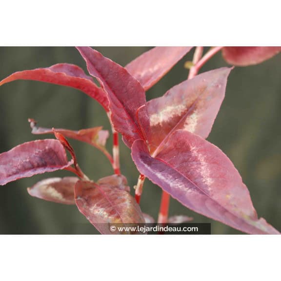PERSICARIA microcephala 'Red Dragon'