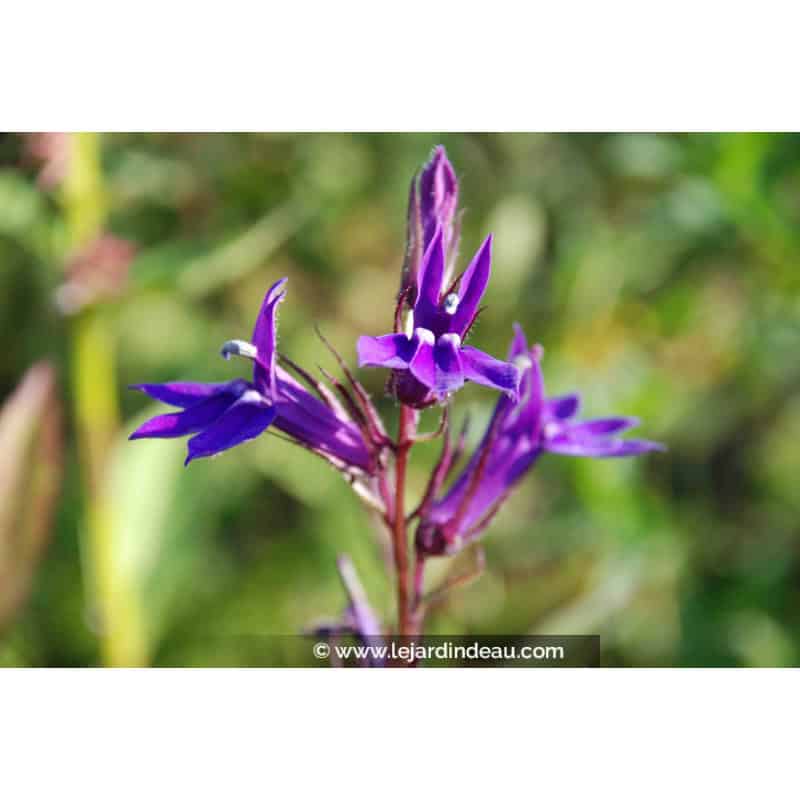 LOBELIA x gerardii 'Vedrariensis' LOBELIA x gerardii 'Vedrariensis'
