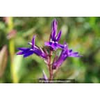LOBELIA x gerardii 'Vedrariensis' LOBELIA x gerardii 'Vedrariensis'