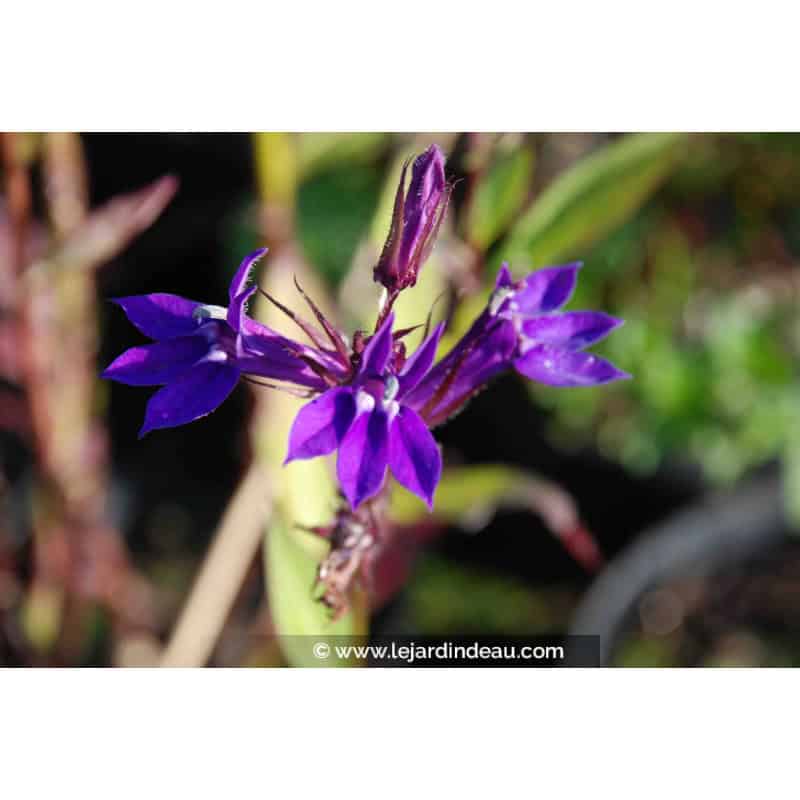 LOBELIA x gerardii 'Vedrariensis' LOBELIA x gerardii 'Vedrariensis'