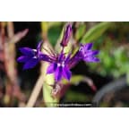 LOBELIA x gerardii 'Vedrariensis' LOBELIA x gerardii 'Vedrariensis'