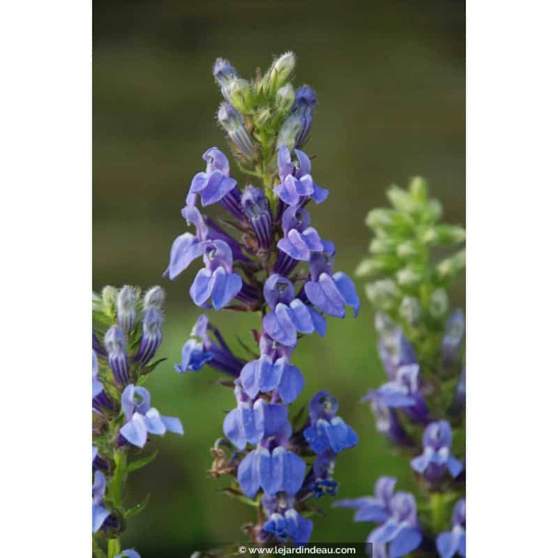 LOBELIA siphilitica LOBELIA siphilitica