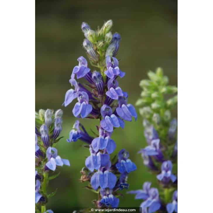 LOBELIA siphilitica