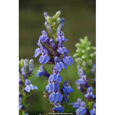 LOBELIA siphilitica - Lobélie bleue