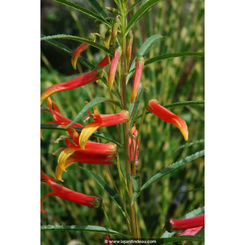 LOBELIA laxiflora LOBELIA laxiflora