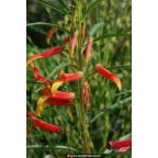 LOBELIA laxiflora LOBELIA laxiflora