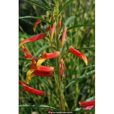 LOBELIA laxiflora - Lobélie