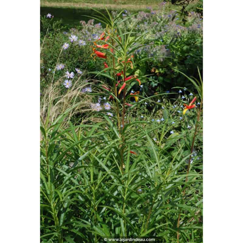 LOBELIA laxiflora LOBELIA laxiflora