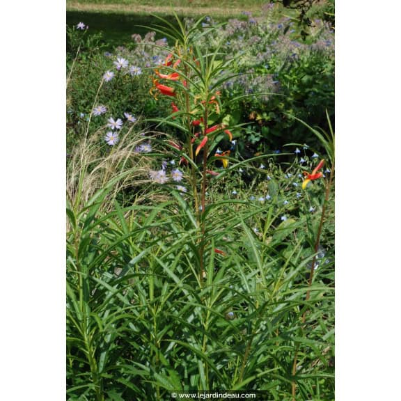 LOBELIA laxiflora