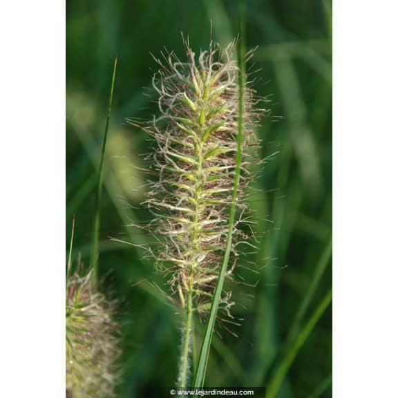 PENNISETUM alopecuroides 'Hameln'