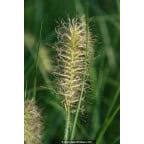 PENNISETUM alopecuroides 'Hameln' PENNISETUM alopecuroides 'Hameln'