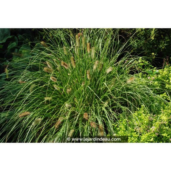 PENNISETUM alopecuroides 'Hameln'