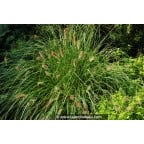 PENNISETUM alopecuroides 'Hameln' PENNISETUM alopecuroides 'Hameln'
