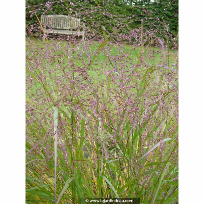 PANICUM virgatum 'Warrior' PANICUM virgatum 'Warrior'