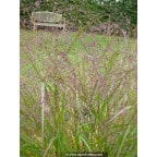 PANICUM virgatum 'Warrior' PANICUM virgatum 'Warrior'
