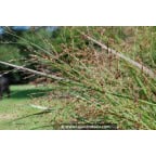 PANICUM virgatum 'Heavy Metal' PANICUM virgatum 'Heavy Metal'