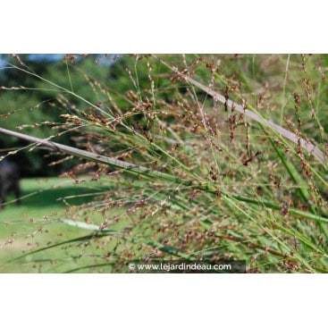 PANICUM virgatum \'Heavy Metal\' - Panic &eacute;rig&eacute; /  Switchgrass /  panic grass.