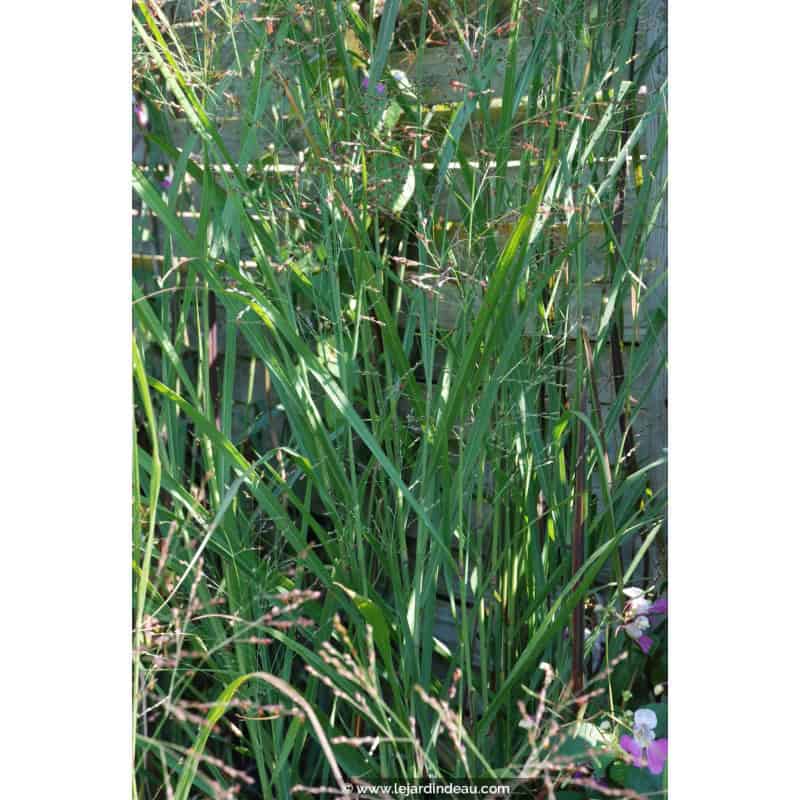 PANICUM virgatum 'Heavy Metal' PANICUM virgatum 'Heavy Metal'