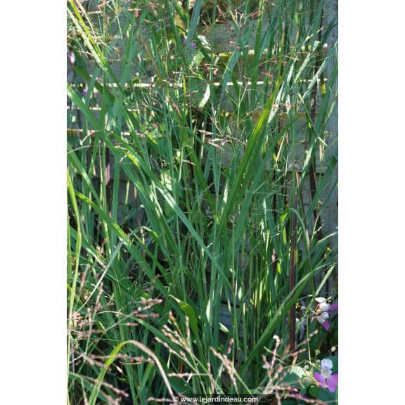 PANICUM virgatum 'Heavy Metal'