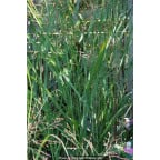 PANICUM virgatum 'Heavy Metal' PANICUM virgatum 'Heavy Metal'