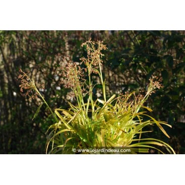 LUZULA sylvatica \'Aurea\' - Luzule des for&ecirc;t \'Aurea\'