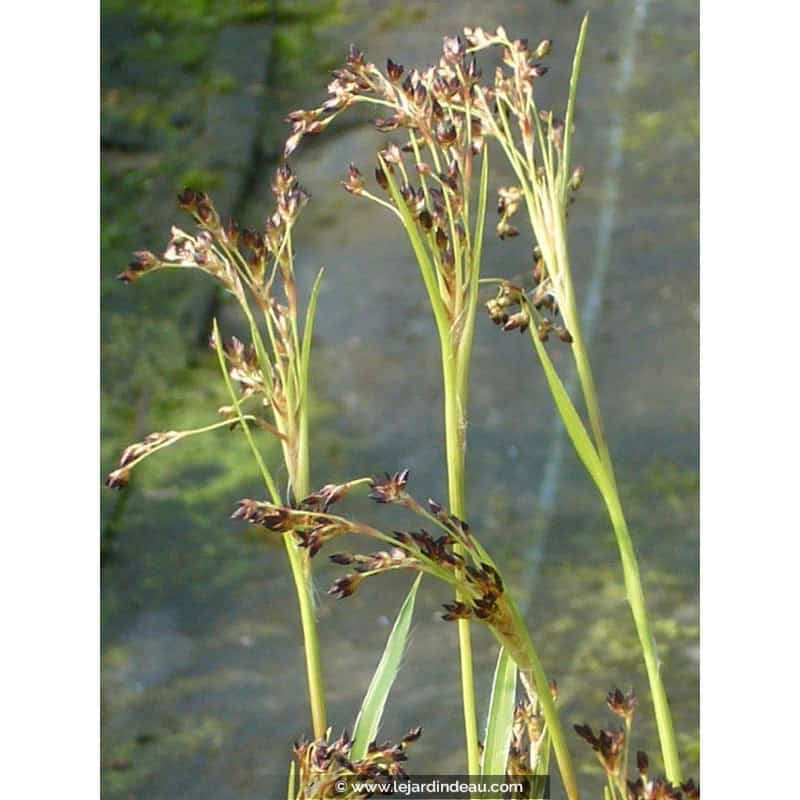 LUZULA sylvatica 'Marginata' LUZULA sylvatica 'Marginata'