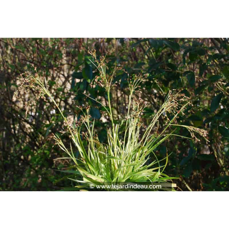 LUZULA sylvatica 'Marginata' LUZULA sylvatica 'Marginata'
