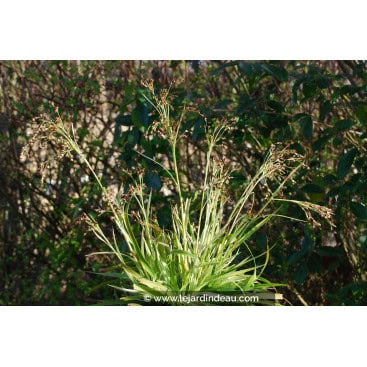 LUZULA sylvatica \'Marginata\' - Luzule panach&eacute;e /  Variegated Greater Woodrush