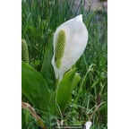 LYSICHITON camtschatcensis LYSICHITON camtschatcensis