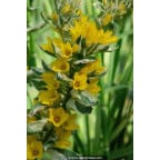 LYSIMACHIA punctata 'Alexander' LYSIMACHIA punctata 'Alexander'