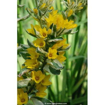 LYSIMACHIA punctata \'Alexander\' - Lysimaque ponctuée \'Alexander\' / Lysimaque ponctuée panaché