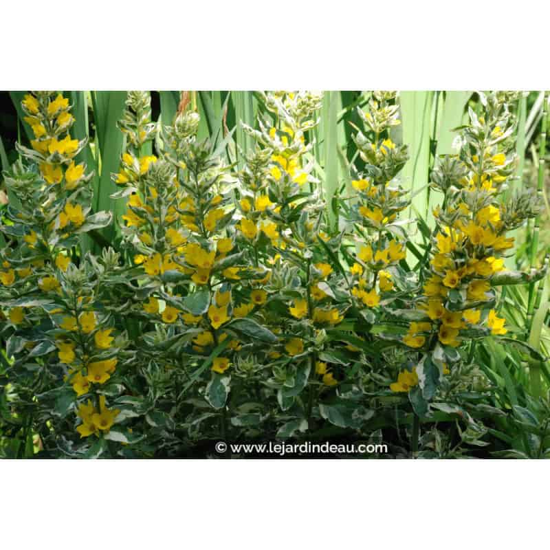 LYSIMACHIA punctata 'Alexander' LYSIMACHIA punctata 'Alexander'
