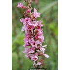 LYTHRUM salicaria 'Blush' LYTHRUM salicaria 'Blush'