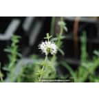 MENTHA cervina 'Alba' MENTHA cervina 'Alba'