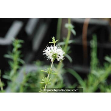 MENTHA cervina \'Alba\' - Menthe des Cerfs