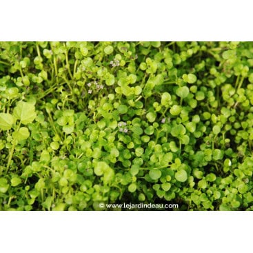MENTHA requienii - Menthe Corse