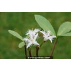 MENYANTHES trifoliata MENYANTHES trifoliata