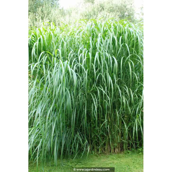 MISCANTHUS floridulus 'Aksel Olsen'