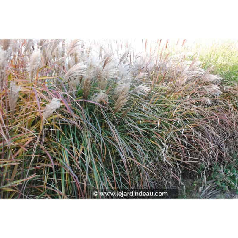 MISCANTHUS sinensis 'Kaskade' MISCANTHUS sinensis 'Kaskade'