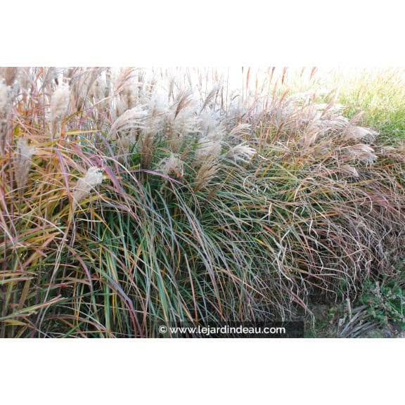 MISCANTHUS sinensis 'Kaskade'