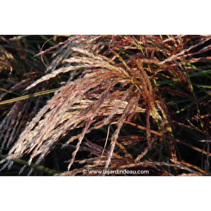 MISCANTHUS sinensis 'Kaskade' MISCANTHUS sinensis 'Kaskade'