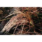 MISCANTHUS sinensis 'Kaskade' MISCANTHUS sinensis 'Kaskade'