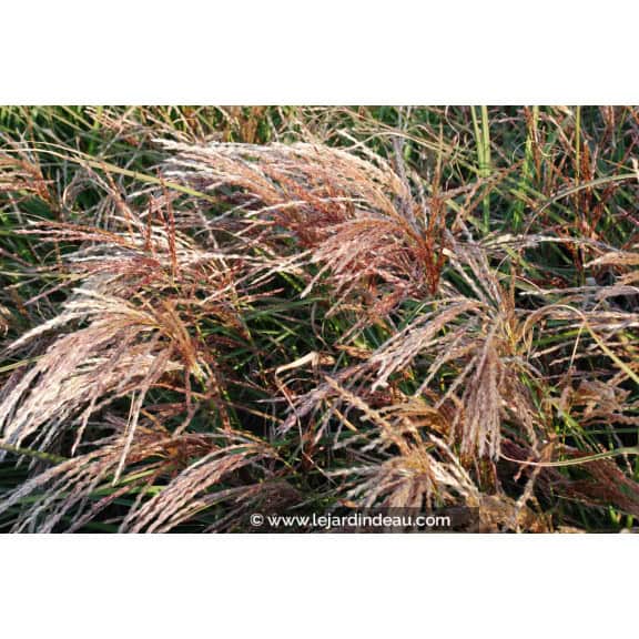 MISCANTHUS sinensis 'Kaskade'