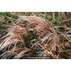 MISCANTHUS sinensis 'Kaskade' MISCANTHUS sinensis 'Kaskade'