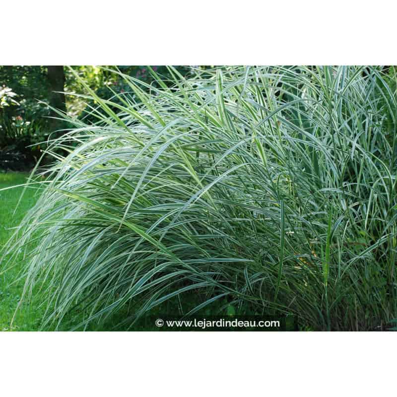 MISCANTHUS sinensis 'Variegatus' MISCANTHUS sinensis 'Variegatus'