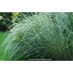 MISCANTHUS sinensis 'Variegatus' MISCANTHUS sinensis 'Variegatus'