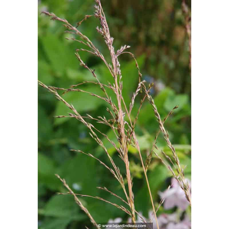 MOLINIA caerulea 'Variegata' MOLINIA caerulea 'Variegata'
