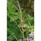MOLINIA caerulea 'Variegata' MOLINIA caerulea 'Variegata'