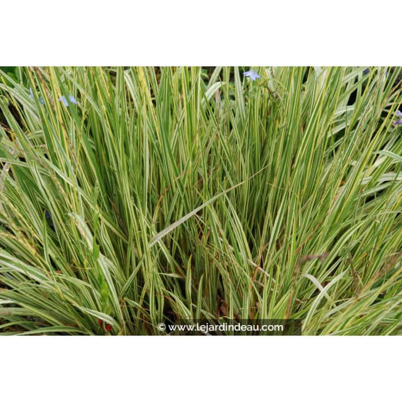 MOLINIA caerulea 'Variegata' MOLINIA caerulea 'Variegata'